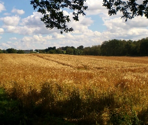 Zboże, Niebo, Pole