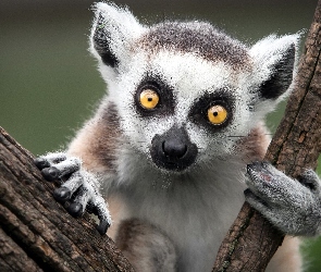 Katta, Drzewo, Lemur