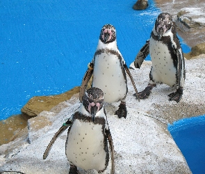 Pingwiny, Obrączki