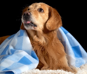 Golden Retriever, Kocyk, Język