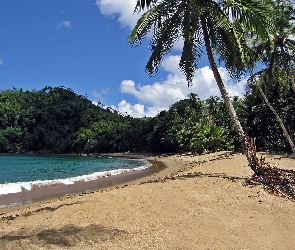 Palmy, Dżungla, Morze, Plaża