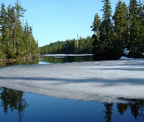 Jezioro, Las
