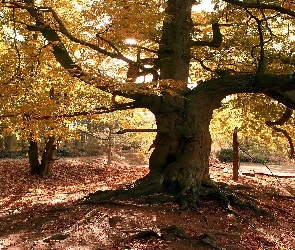 Światło, Przebijające, Jesień, Park