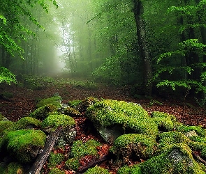 Kamienie, Mgła, Liście, Mech, Las