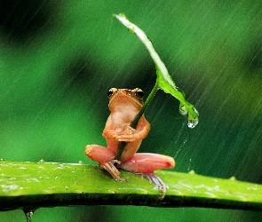Żaba, Liść, Deszcz