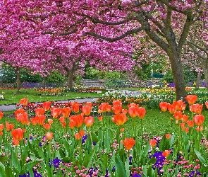Tulipany, Klomby, Alejki, Wiosna, Drzewa, Park, Kwitnące