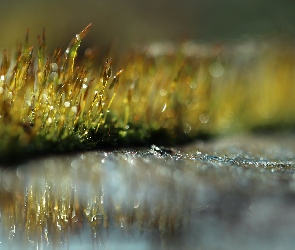 Makro, Bokeh, Mchy, Źdźbła