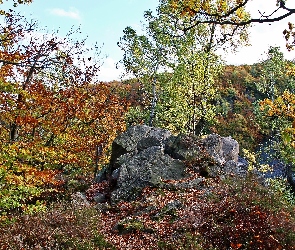 Jesień, Liście, Skały, Opadłe, Las