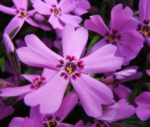 Kwiaty, Floksów