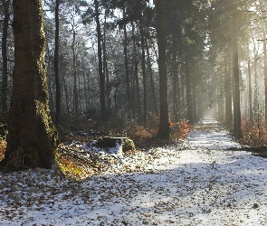 Droga, Światło, Przebijające, Śnieg, Las