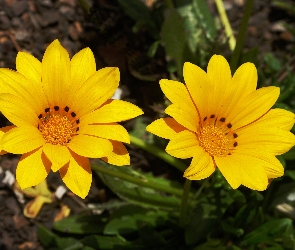 Gazania, Lśniąca