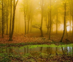 Mgła, Bagna, Las