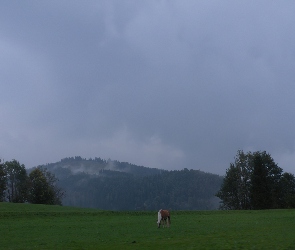 Łąka, Austria, Koń
