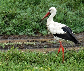 Łąka, Serengeti, Narodowy, Park, Bocian