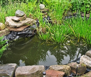 Rośliny, Kamienie, Oczko, Wodne