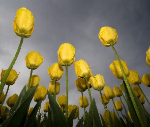 Żółte, Tulipany