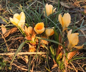 Kwiaty, Żółty, Krokus