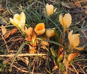 Krokus, Żółty, Kwiaty