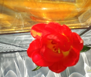 Kwiat, Kafelki, Szklane, Tulipan