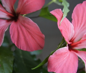 Różowe, Kwiaty, Hibiskusy
