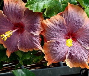 Kwiaty, Hibiskus