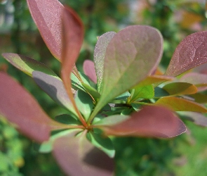 Purpurowe, Liście, Berberys, Krzew