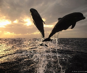 Delfiny, Morze