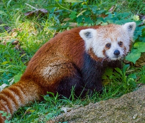 Panda, Pandka ruda, Trawa, Czerwona