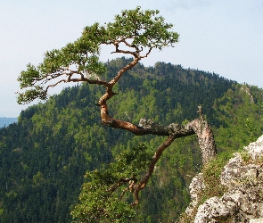 Skała, Sokolica, Pieniny, Góry, Sosna