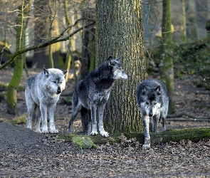 Wilki, Jesień, Drzewa, Las