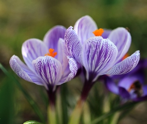 Fioletowe, Wiosna, Kwiaty, Krokusy