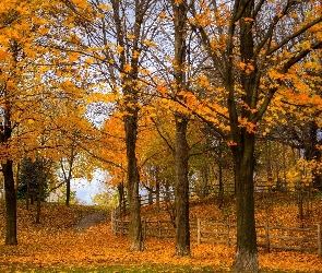 Park, Drzewa, Jesień, Ogrodzenie, Ścieżka, Liście