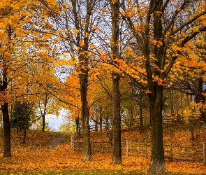 Jesień, Ścieżka, Drzewa, Park, Liście, Ogrodzenie