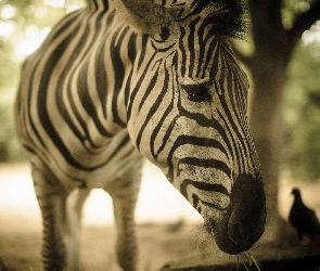 Rozmycie, Zebra