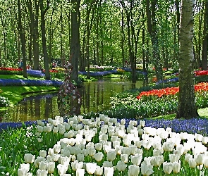Spacerowicze, Kwiatowe, Park, Wiosna, Rzeczka, Dywany