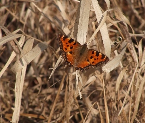 Motyl, Trawa, Sucha, Rusałka