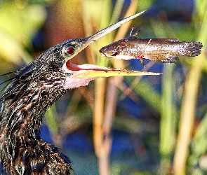 Wężówka, Ryba, Amerykańska