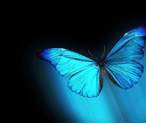 Motyl, Niebieski