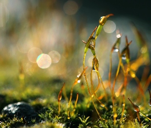 Bokeh, Źdźbła, Mech, Makro