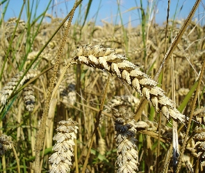 Kłosy, Pszenica, Zboże