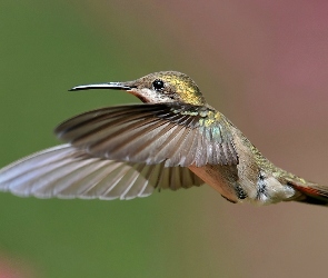 Koliber