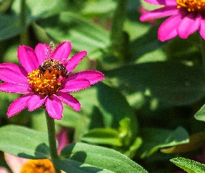 Kwiaty, Liście, Pszczoła