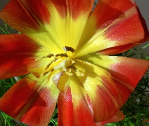 Asparagus, Tulipan