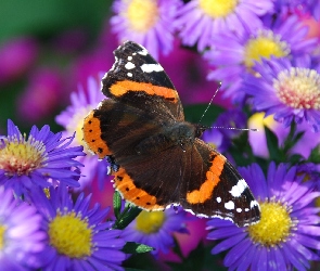 Fioletowe , Motyl, Kwiaty