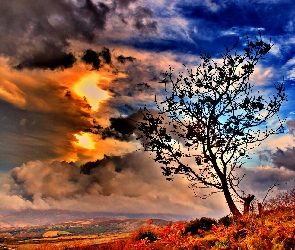 Drzewo, Słońce, Chmury, Przebijające, Niebo