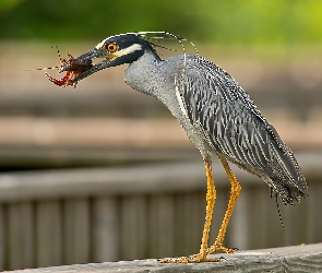 Czapla, Rak, Heron