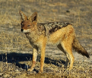 Szakal, Czaprakowy