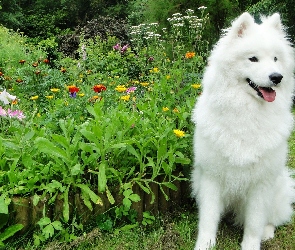 Samojed, Ogród
