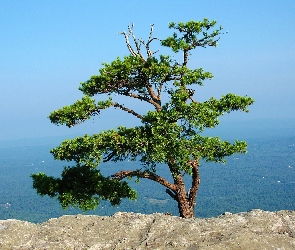 Górska, Skała, Sosna