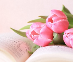 Tulipany, Książka, Różowe